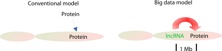 Cancer model