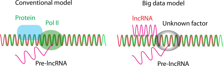 lncRNA model